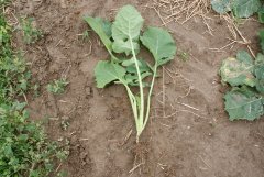 Rzepak ozimy Da Vinci