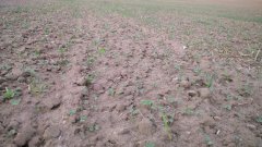 Rzepak ozimy DK Exprit