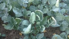 Rzepak ozimy DK Exprit