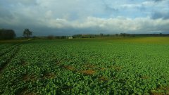 Rzepak ozimy DK Exprit