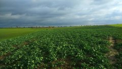 Rzepak ozimy DK Exprit