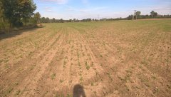 Rzepak ozimy DK Exssence F1