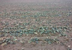 Rzepak ozimy DK Exstorm