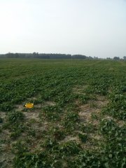 Rzepak ozimy DK Exstorm