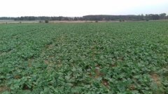 Rzepak ozimy DK Imminent CL F1