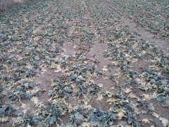 Rzepak ozimy DK Sensei