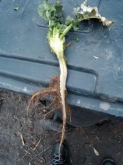 Rzepak ozimy DK Sensei