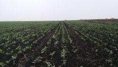 Rzepak ozimy  ES Cesario