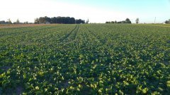 Rzepak ozimy Exqusite