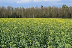 Rzepak ozimy Garou