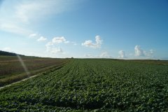 Rzepak ozimy Konkret F1