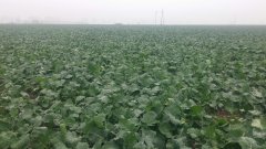 Rzepak Ozimy Marcello