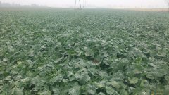 Rzepak Ozimy Marcello