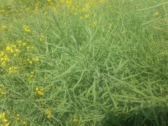 Rzepak ozimy Marcelo