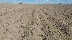 Rzepak ozimy MARCELO