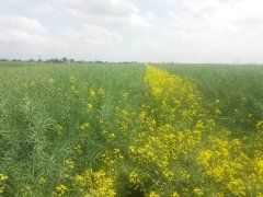 Rzepak ozimy Marcelo