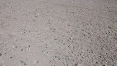 Rzepak ozimy MARCELO