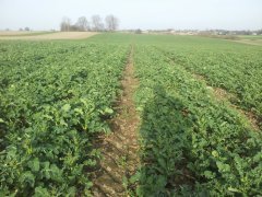 Rzepak ozimy Marcelo