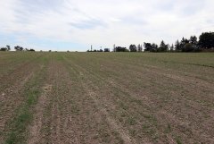 Rzepak ozimy Mercedes F1 - 04.09.2016