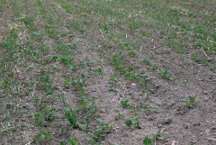 Rzepak ozimy Mercedes F1 - 04.09.2016