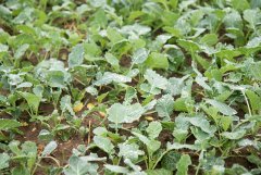 Rzepak ozimy Mercedes F1 -18.09.2016