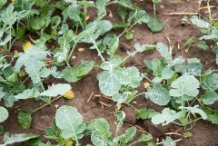 Rzepak ozimy Mercedes F1 -18.09.2016