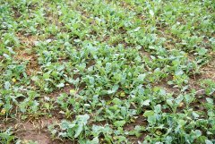 Rzepak ozimy Mercedes F1 -18.09.2016