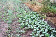 Rzepak ozimy Mercedes F1 -18.09.2016