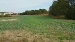 Rzepak Ozimy Monolit