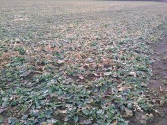 Rzepak ozimy Monolit