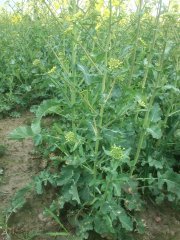 Rzepak ozimy MONOLIT