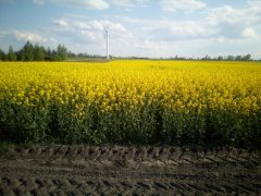 Rzepak ozimy MONOLIT