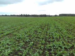 Rzepak ozimy Monolit