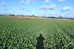 rzepak ozimy Pamela Adriana