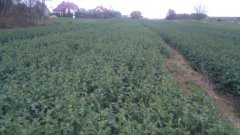 Rzepak ozimy Pamela i Quartz