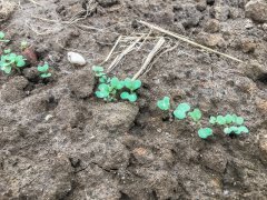 Rzepak ozimy Phoenix CL - 05.09.2017