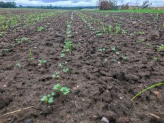 Rzepak ozimy Phoenix CL - 10.09.2017