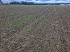 Rzepak ozimy Phoenix CL - 10.09.2017