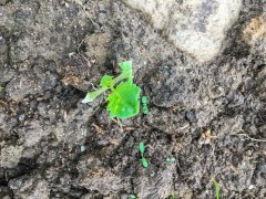 Rzepak ozimy Phoenix CL - 10.09.2017