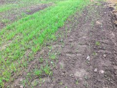 Rzepak ozimy Phoenix CL - 10.09.2017