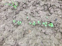 Rzepak ozimy Phoenix CL - 10.09.2017