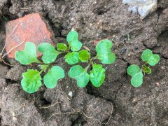 Rzepak ozimy Phoenix CL - 10.09.2017