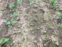 Rzepak ozimy Phoenix CL - 16.09.2017