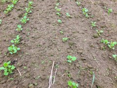 Rzepak ozimy Phoenix CL - 16.09.2017