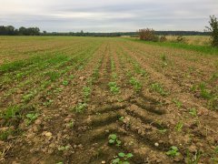 Rzepak ozimy Phoenix CL - 16.09.2017