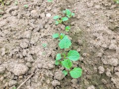 Rzepak ozimy Phoenix CL - 16.09.2017