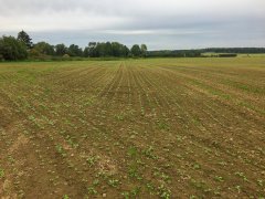 Rzepak ozimy Phoenix CL - 16.09.2017