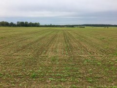 Rzepak ozimy Phoenix CL - 16.09.2017