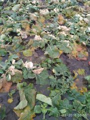 Rzepak ozimy po zimie