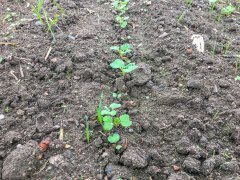 Rzepak ozimy Popular F1 - 10.09.2017